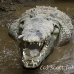 crocodile_american_tar_h_1583_cos2586.jpg